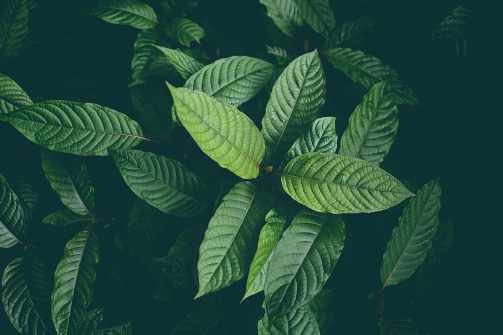 Kratom & 7-OH: Leading Research Rejects FDA's Position