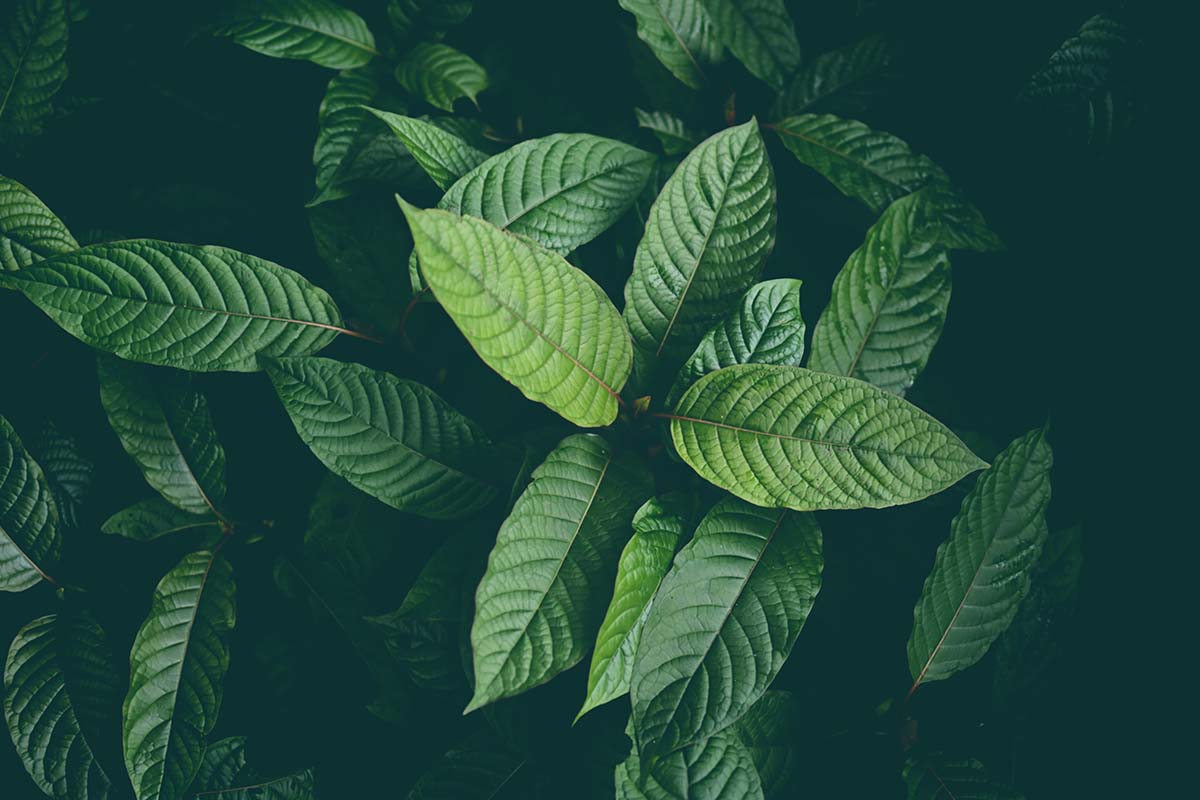 Kratom & 7-OH: Leading Research Rejects FDA's Position