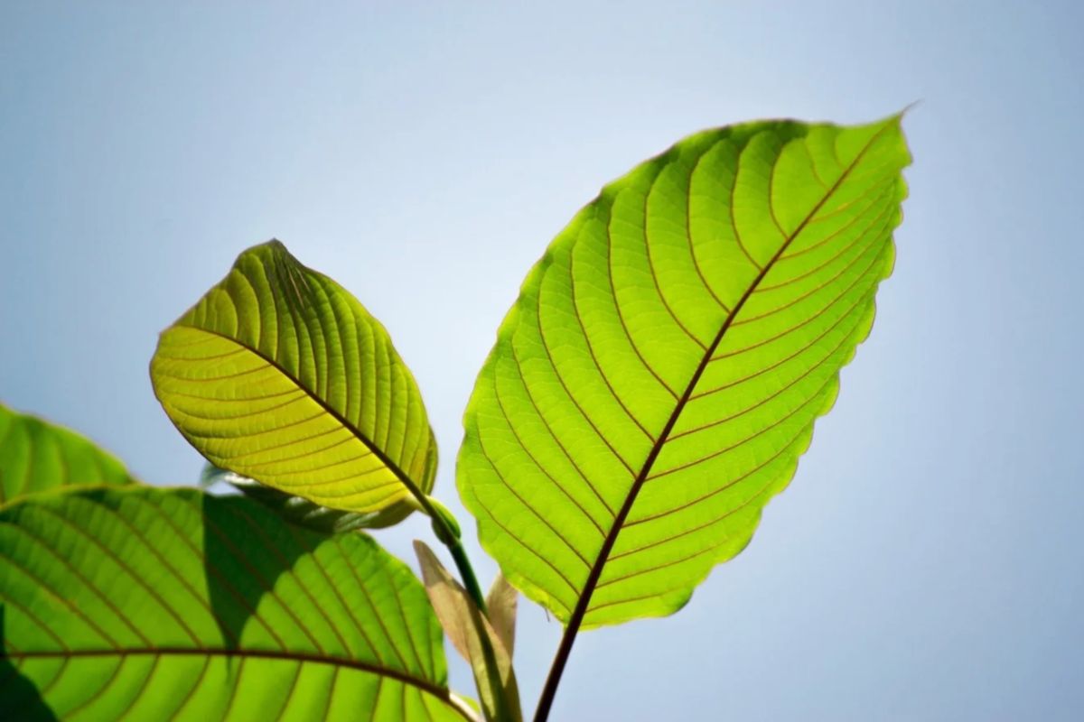 Letters-Don’t-let-Gazans-go-hungry-|-Don’t-ban-kratom-related-drug-|-We-must-help-Ukraine