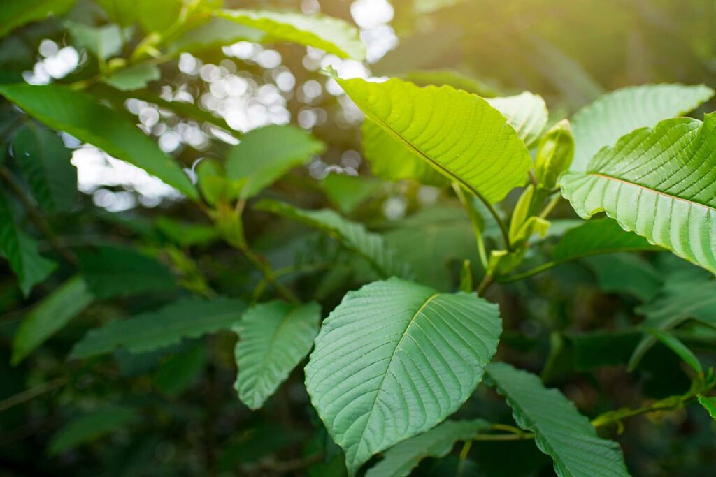 Spotlight Kratom Industry Dangers — While FDA Targets the Alternative, 7-OH